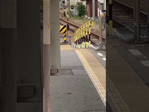 how the cat across the railroad in Japan（respect　 ＃日本猫咋过马路(看完我疯了 　＃踏切を渡るにゃんこ（まじリスペ