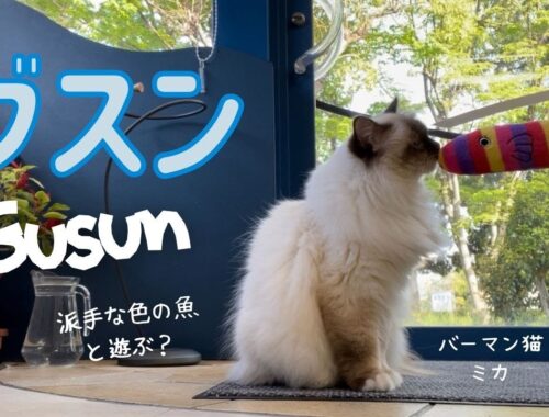バーマン猫たちは派手な色の魚と遊ぶかな？【グスン】Gusun（バーマン猫） Birman/Cat