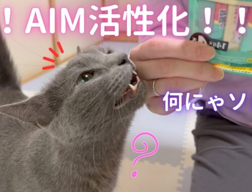 初めてAIMを活性化する猫（ロシアンブルー）