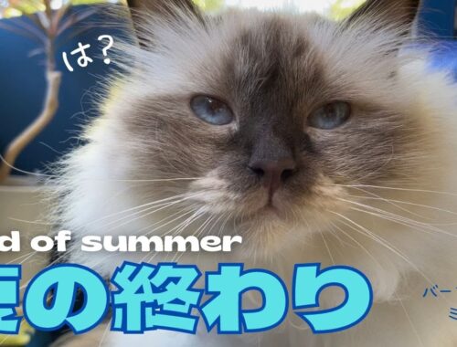 大あくびのバーマン猫ミカ【夏の終わり】End of summer（バーマン猫）Birman/Cat