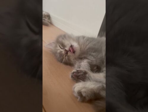 寝ている時でも食欲旺盛なラガマフィン #猫のいる暮らし #ラガマフィン #子猫動画