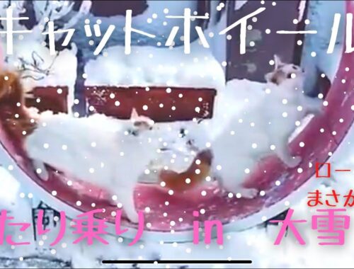 【癒し猫動画】大雪の朝のキャットホイール二人乗り