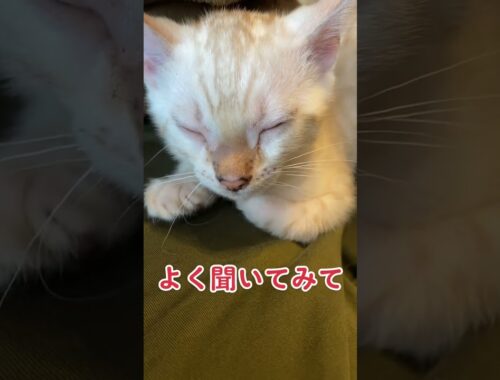 【子猫動画】ホワイトベンガル　生後3ヶ月半！　ゴロゴロ　ベンガル猫　#cat #bengalcat