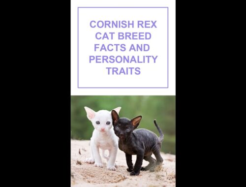 Cornish rex Cat Breed Facts and Personality Traits #Shorts