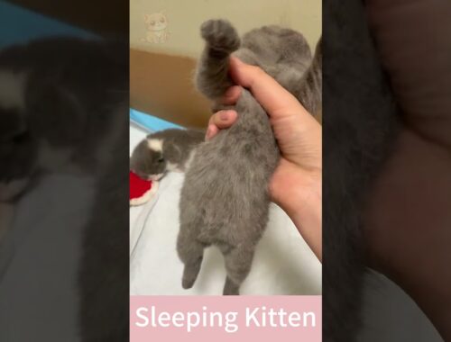 Which Kitten Do You Like