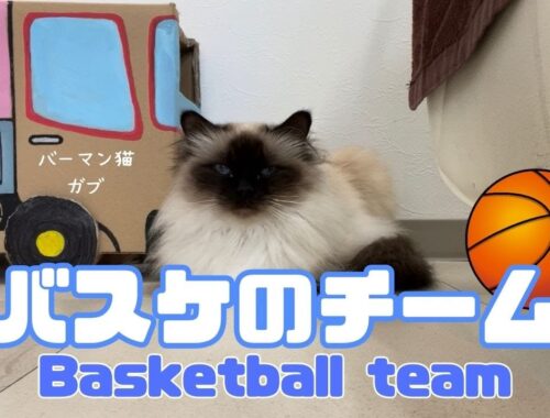 バーマン猫ガブ【バスケのチーム】Basketball team（バーマン猫）Birman/Cat