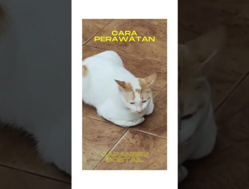 Cara Perawatan Kucing Japanese Bobtail#shorts