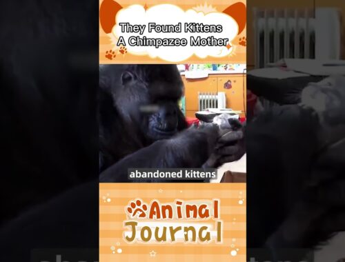 They Found Kittens A Chimpanzee Mom,What She Did Was Amazing !