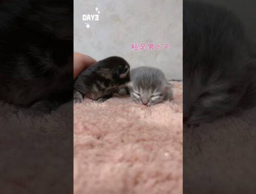 【今日もふ】キンカロー子猫さん♡DAY3【2023年1月16日】