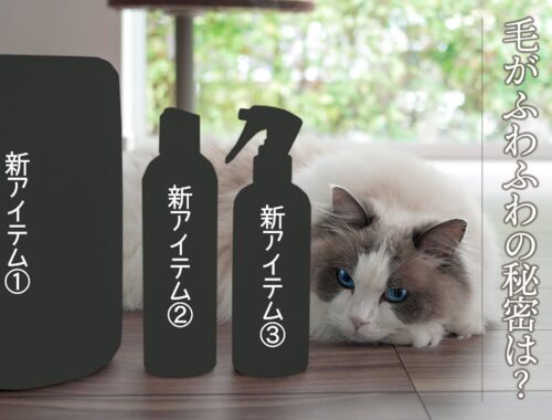 【猫初心者】新アイテムで猫のお風呂タイムを時短に!毛がふわふわの秘密は？