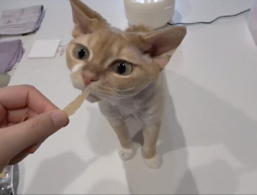 デンタルケアおやつを食べるデボンレックス猫(Devon Rex cat eating dental care snacks)