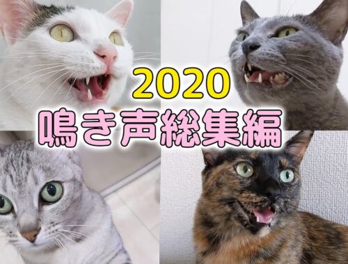 2020年の猫4匹の鳴き声をまとめました！
