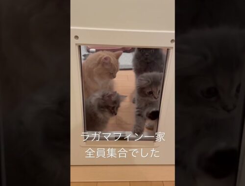 世界の猫窓から… #猫のいる暮らし #ラガマフィン #子猫動画