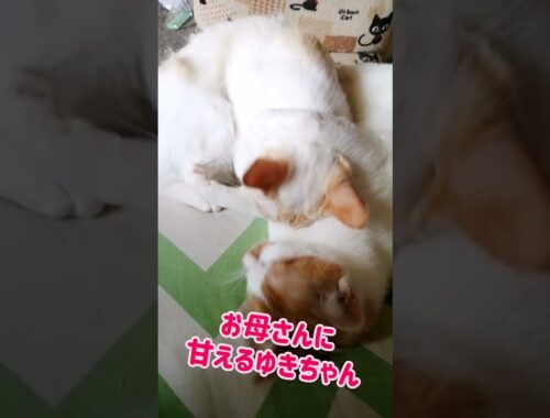 【ねこ動画】子猫ゆきちゃんのボブテイルどあっぷ☆ #shorts #猫 #ボブテイル