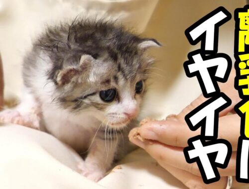 初めて見る離乳食にイヤイヤする子猫【赤ちゃん猫　保護猫】