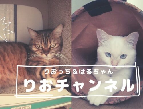 りおチャンネル　りおっち/オシキャットとはるちゃん/ミヌエットの紹介　 猫動画