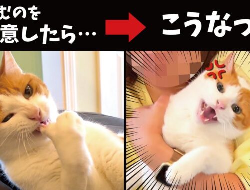 爪を噛む猫を注意したら大変なことになりました【関西弁でしゃべる猫】