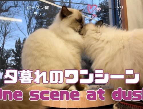 バーマン猫ラフとウリ【夕暮れのワンシーン】One scene at dusk（バーマン猫）Birman/Cat