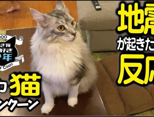【メインクーン】地震が起きた時の大型猫の反応／ヘラクレスオオカブト