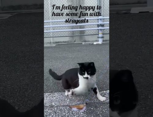 play time with straycat in kochi Shi,japan #chaplinchan #ねこ動画 #かわいい猫 #日本 #shorts #viral #straycat