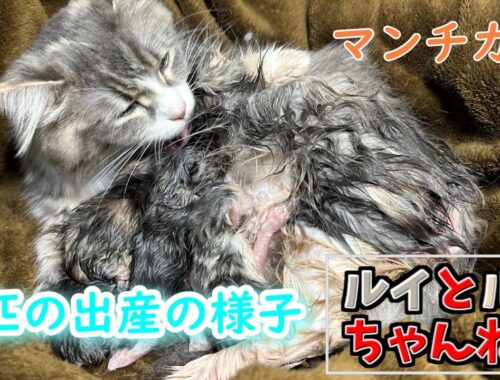 4匹の子猫の出産シーン【マンチカン】