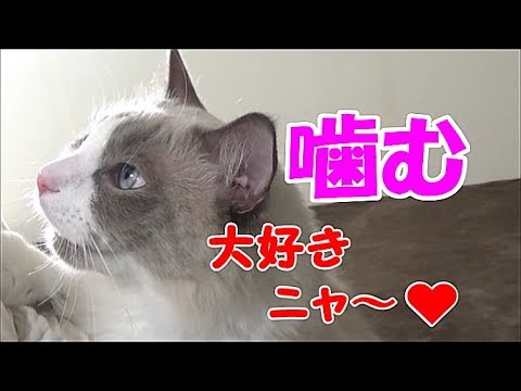 甘えて甘噛みする猫 ラグドールのコハク君 Kohaku The Cat says "I love you" & Love bites