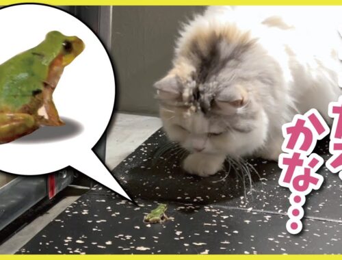 【事件】家に侵入してきたカエルを食べようとする猫【関西弁でしゃべる猫】