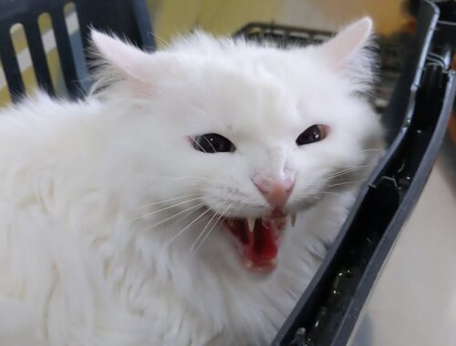 Angry and aggressive cat at the vet: growling, hissing, tooth and claw