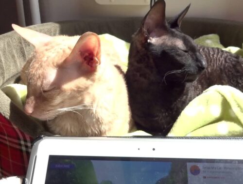 Fan Video - Two Cornish Rex Cats Purring Away to Relax My Cat Music! It Works!