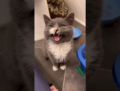 Moonpie, the emotionally confused kitten, gets adopted! | fortheloveofkittenrescue