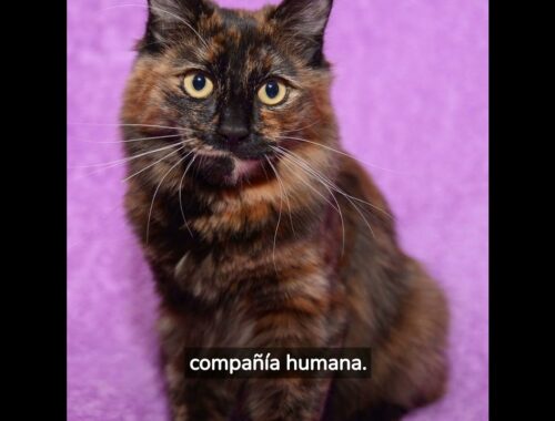 Los gatos Bobtail Americanos: Una cola corta, un encanto infinito"😻🐈😺