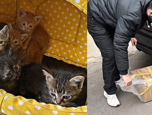 5 Terrified Kittens Found In A Box Under Car | The Yass House