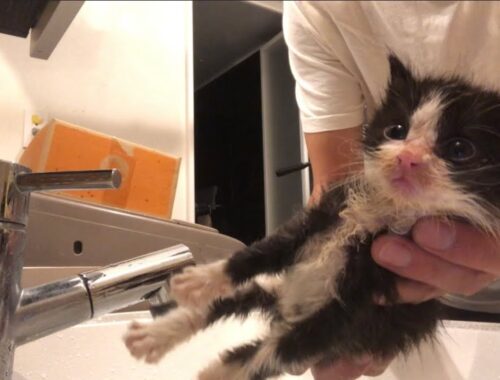 汚い子猫をお風呂に入れたら意外な反応だった‼️子猫保護9日目