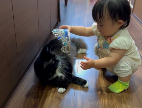 赤ちゃんからティアラをつけられる猫　ラガマフィンA cat given a tiara by a baby. Ragamuffin.