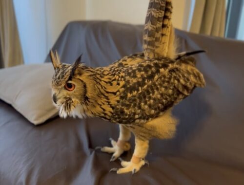 #604 来訪者に驚くフクロウ Owl startled by visitor 【ベンガルワシミミズク】