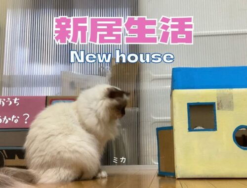 手作りダンボールのおうち【新居生活】New  house（バーマン猫）Birman/Cat