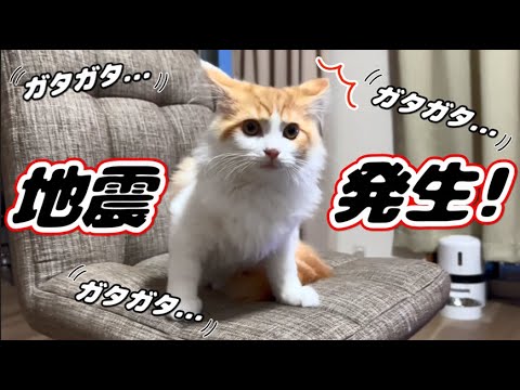地震にビックリする子猫【スコティッシュフォールド】