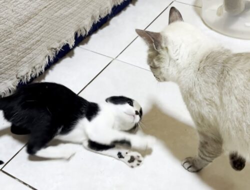 A cute rescued kitten talking to open the door suddenly changes when it meets a big cat!