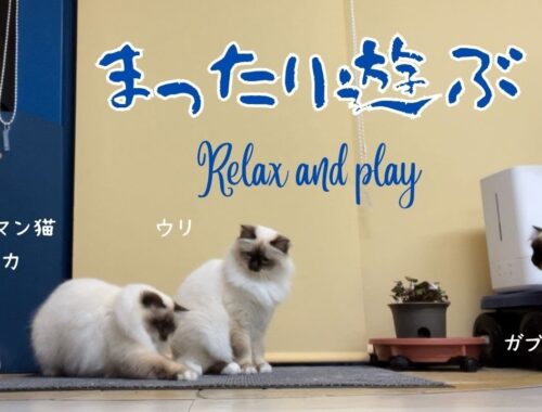 ごはんの後のバーマン猫たち【まったり遊ぶ】Relax and play（バーマン猫）Birman/Cat