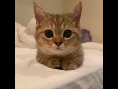 Innocent Brown Cat ❤#youtubeshorts #cats #asmr #pets @Shorts