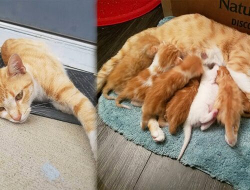 Stray Cat Sneaks Into Woman's Home To Give Birth To Kittens In Safety