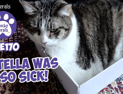 Stella Was So Sick! Deworming 11 Cats -  S6 E170 - Rescued Kittens, Lucky Ferals Cat Vlog