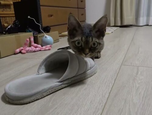 スリッパに興味津々のデボンレックス子猫です(Devon Rex kitten interested in slippers)
