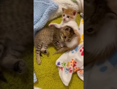 お兄ちゃん枕が大好きな子猫のきぃちゃん😺 #kitton #cat #gatto #保護猫 #子猫 #kitten