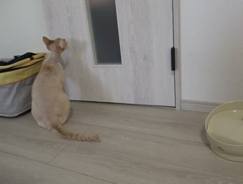 お出迎えするデボンレックス猫(Devon Rex cat meeting me at the door)