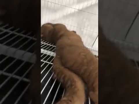 A Naughty Brown Cat {Funny Cats & Dogs]