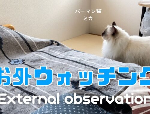 バーマン猫ミカ【お外ウォッチング】External observation（バーマン猫）Birman/Cat