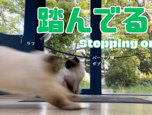 バーマン猫ガブミカとラフ【踏んでる？】Stepping on?（バーマン猫）Birman/Cat