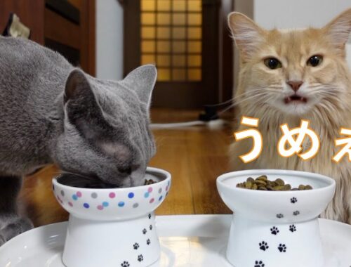 【ソマリ(Somali cat),ロシアンブルー(Russian Blue cat)】ご飯がうめぇ〜！！ | Delicious meal