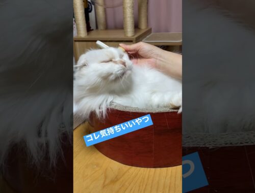 ブラッシングが好きな猫【cat likes brushing】#shorts #cat #スコティッシュフォールド